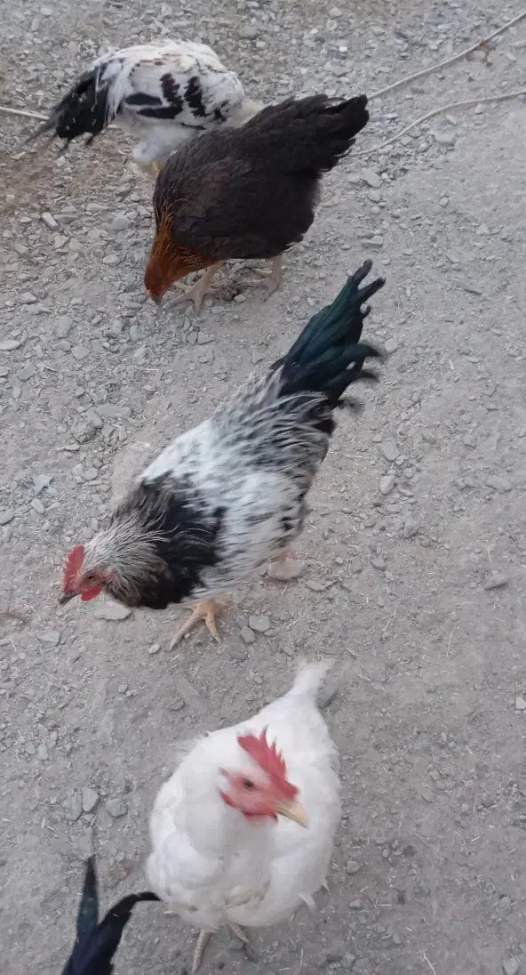 مرغ محلی|حیوانات مزرعه|کله گان, |دیوار