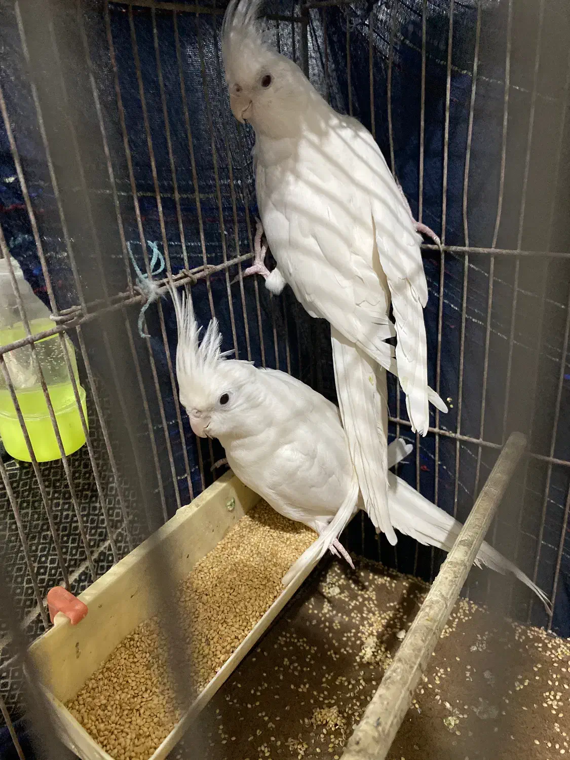 عروس هلندی البینو|پرنده|درگز, |دیوار