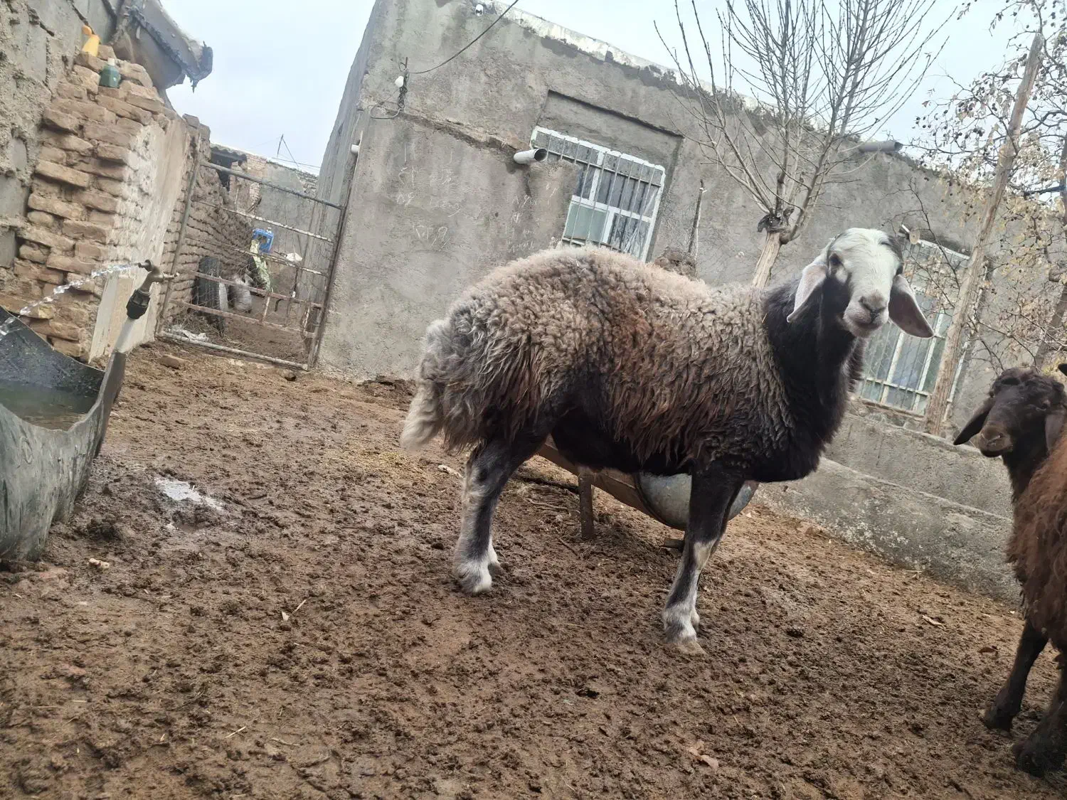 بره قوچی|حیوانات مزرعه|تربت جام, میان جام|دیوار