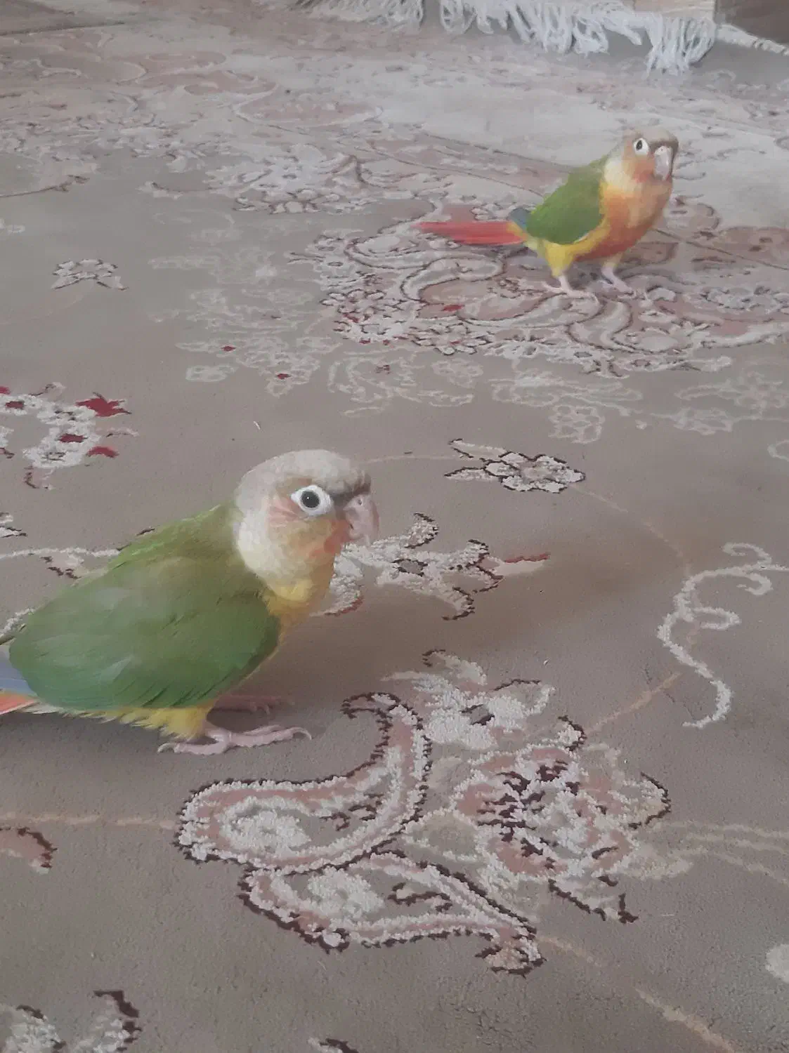 گرینجک فول اهلی|پرنده|خوی, |دیوار