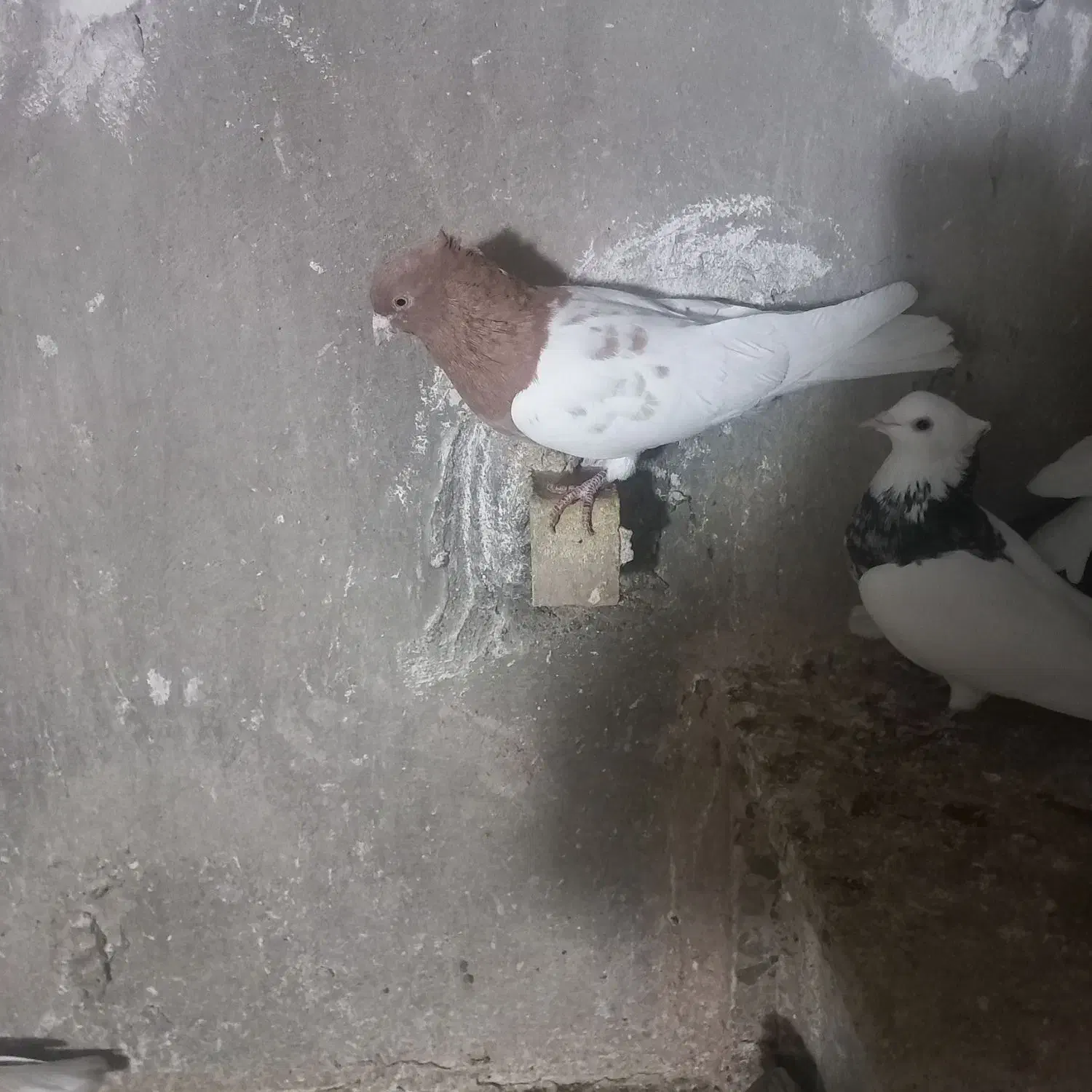 نره کله زرد|پرنده|پاپی, |دیوار