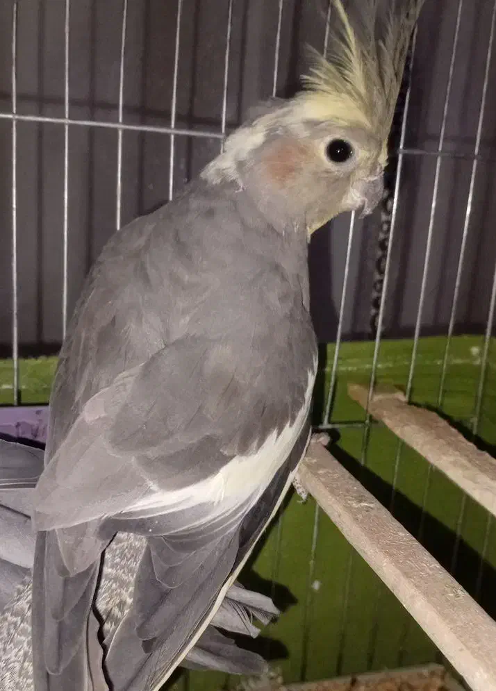 پرنده|پرنده|مرند, |دیوار