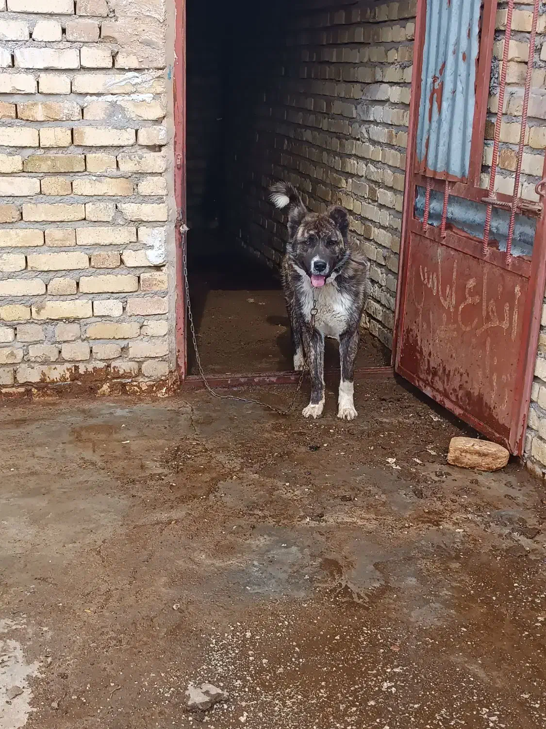 سگ ا|سگ|اراک, |دیوار