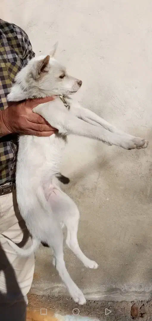 مژدگانی خوبی میدم|حیوانات|ابهر, |دیوار