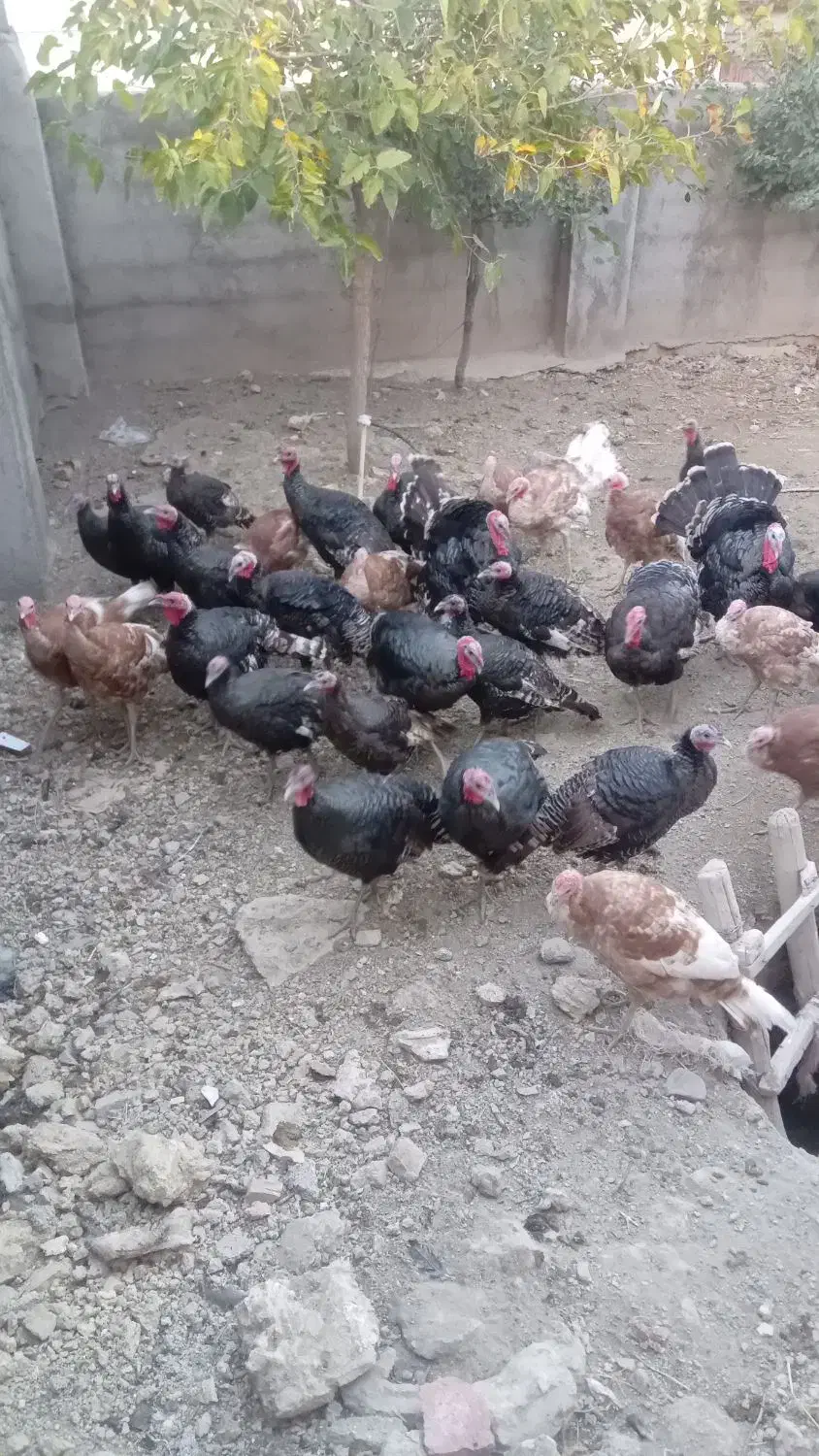 بوقلمون|حیوانات مزرعه|مهربان, |دیوار