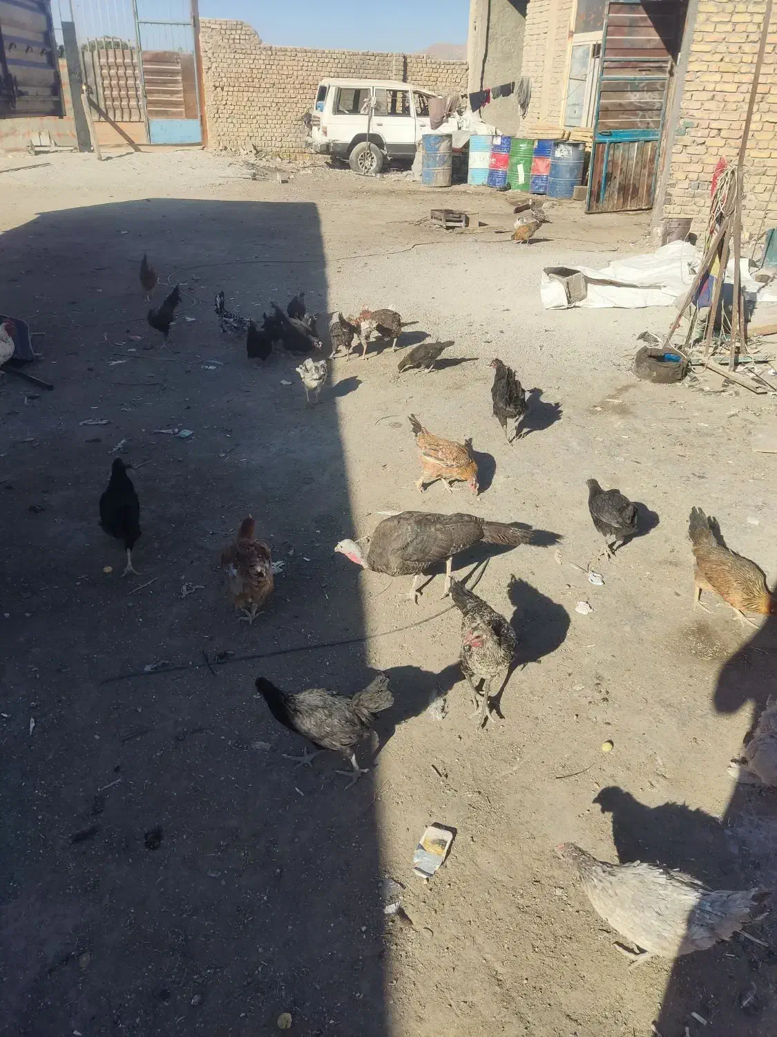 مرغ تخم گذار|حیوانات مزرعه|شهرضا, |دیوار