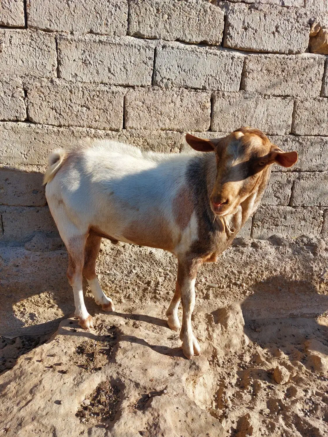 بزفروشی|حیوانات مزرعه|زهک, |دیوار