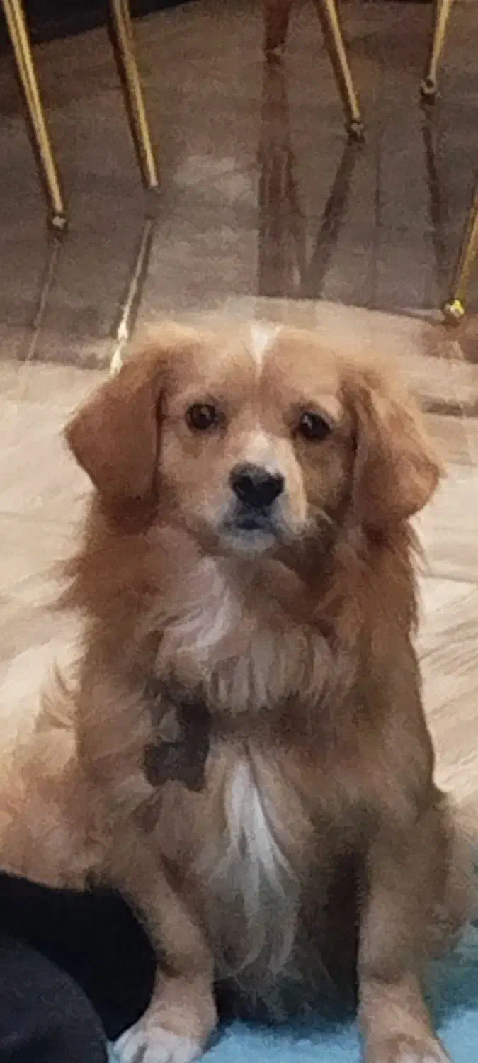 سگ گمشده|حیوانات|اصفهان, باغ دریاچه|دیوار