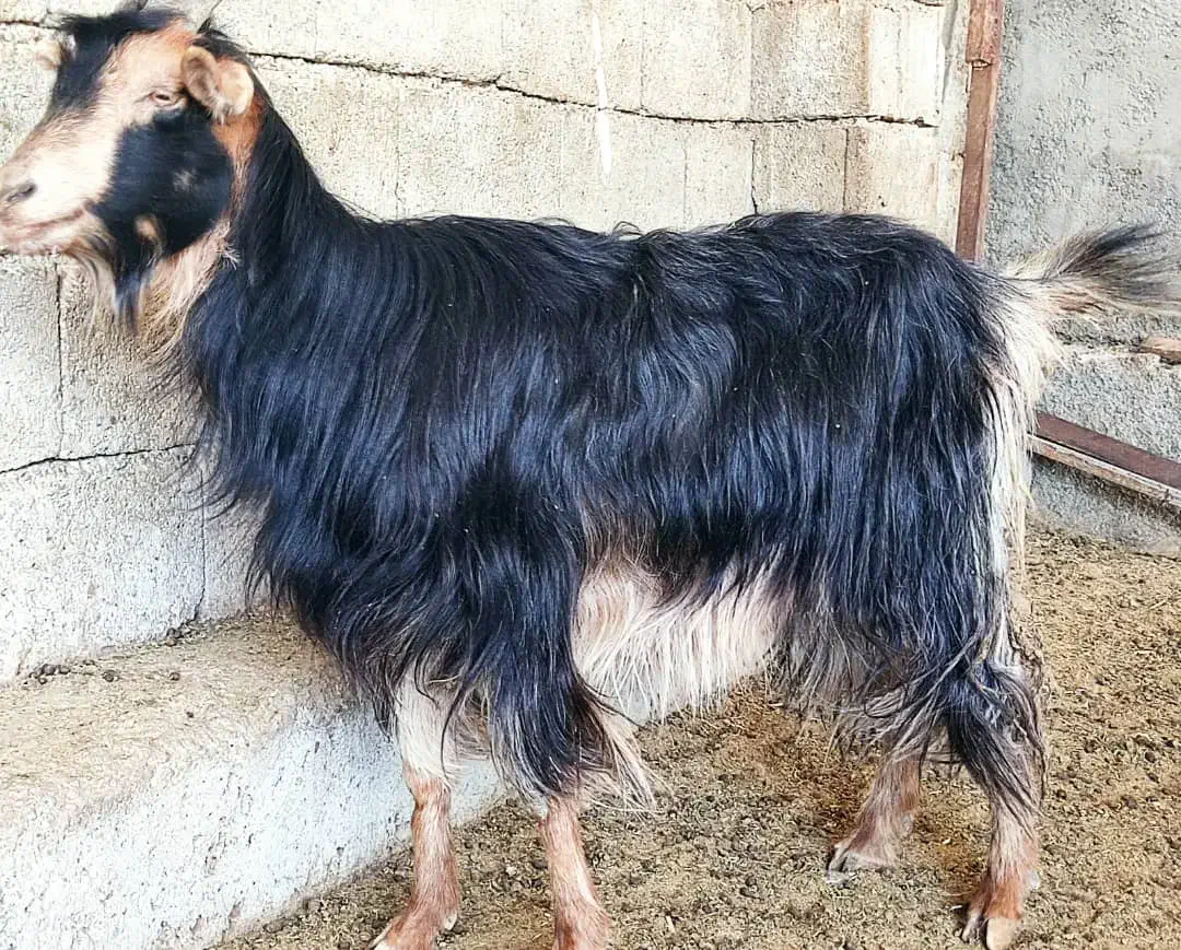 2، بز آبستن ترکی هیکلی جوان در وحدتیه|حیوانات مزرعه|وحدتیه, |دیوار