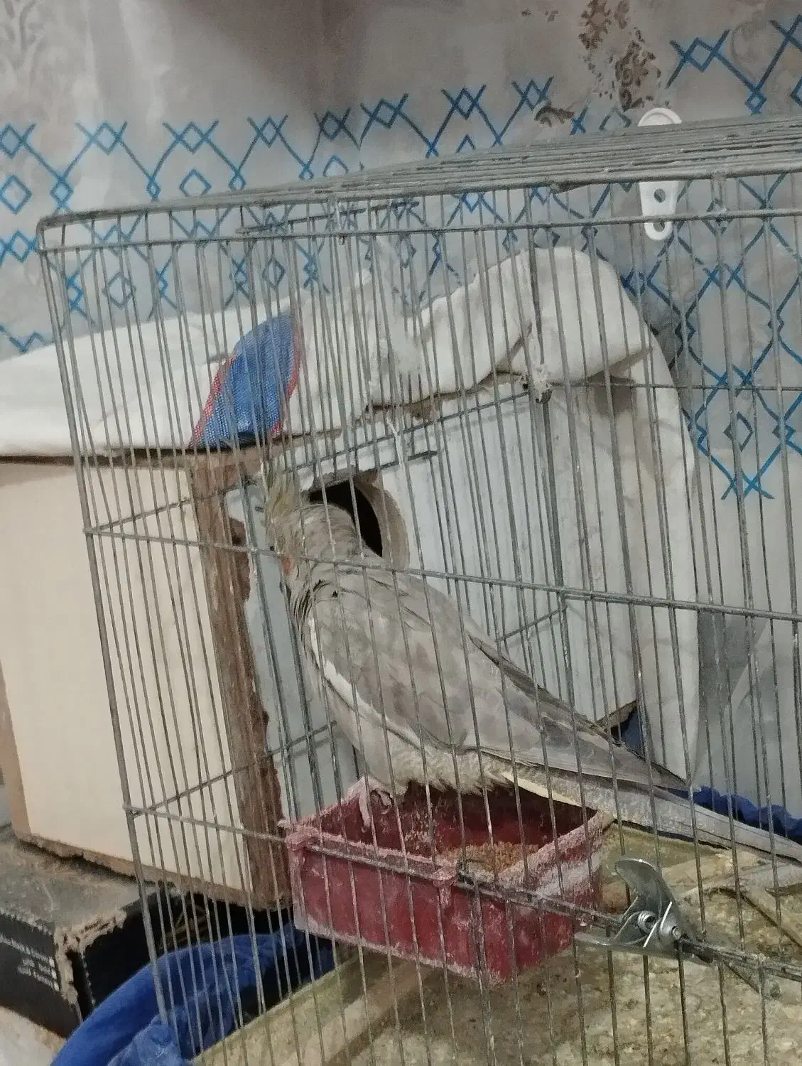 عروس هلندی|پرنده|لامرد, |دیوار