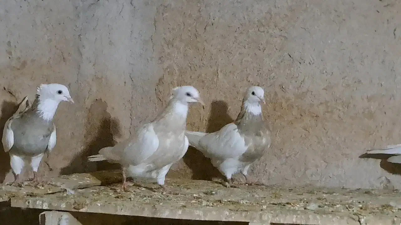 کبوتر طوقی|پرنده|گرمه, |دیوار