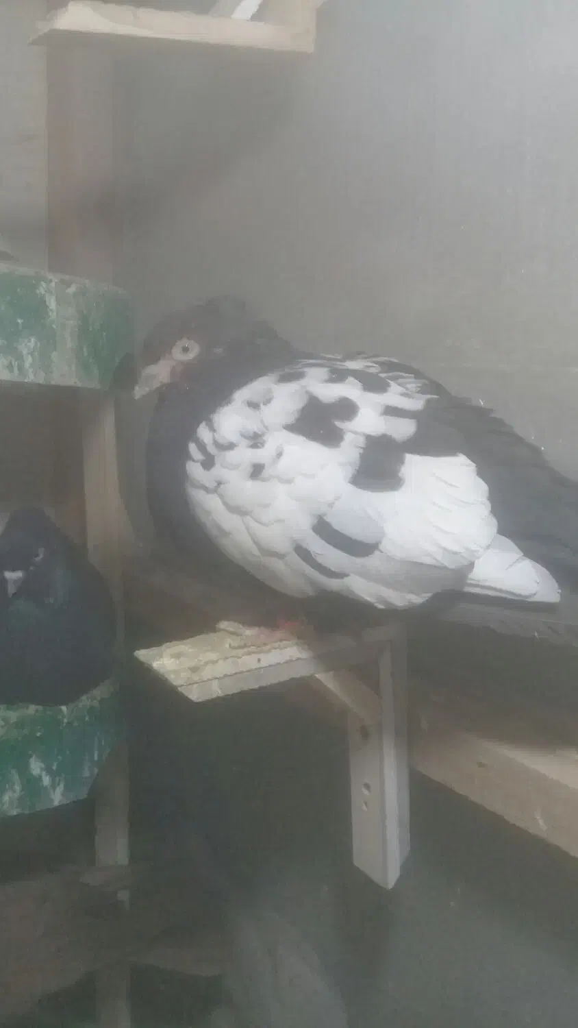 جفت سینه|حیوانات|مشهد, اسماعیل آباد (سپاد)|دیوار