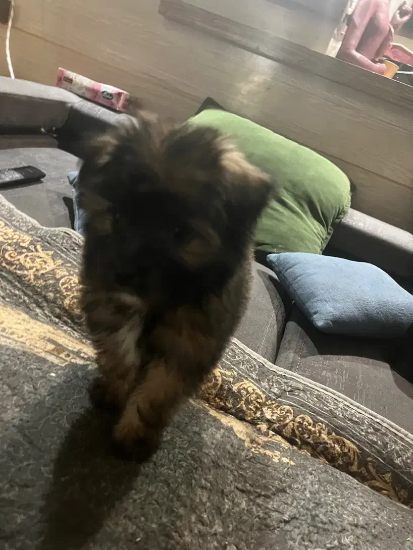 فروش فوری سگ|سگ|مشهد, الهیه|دیوار