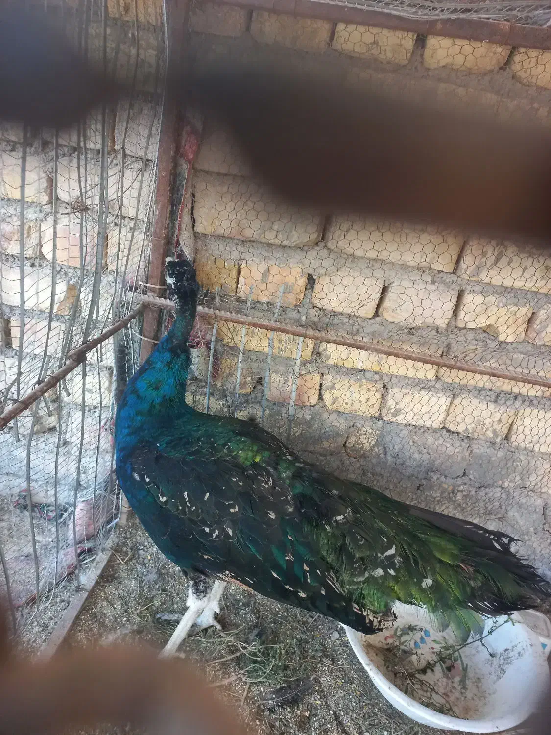 طاووس|پرنده|کاشان, فین بزرگ|دیوار