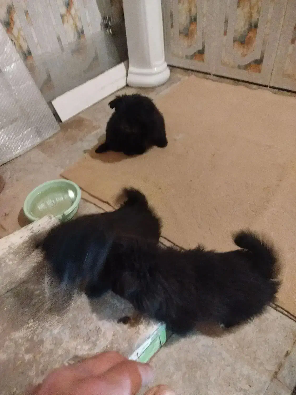 سگ پامر نر|سگ|قیدار, |دیوار