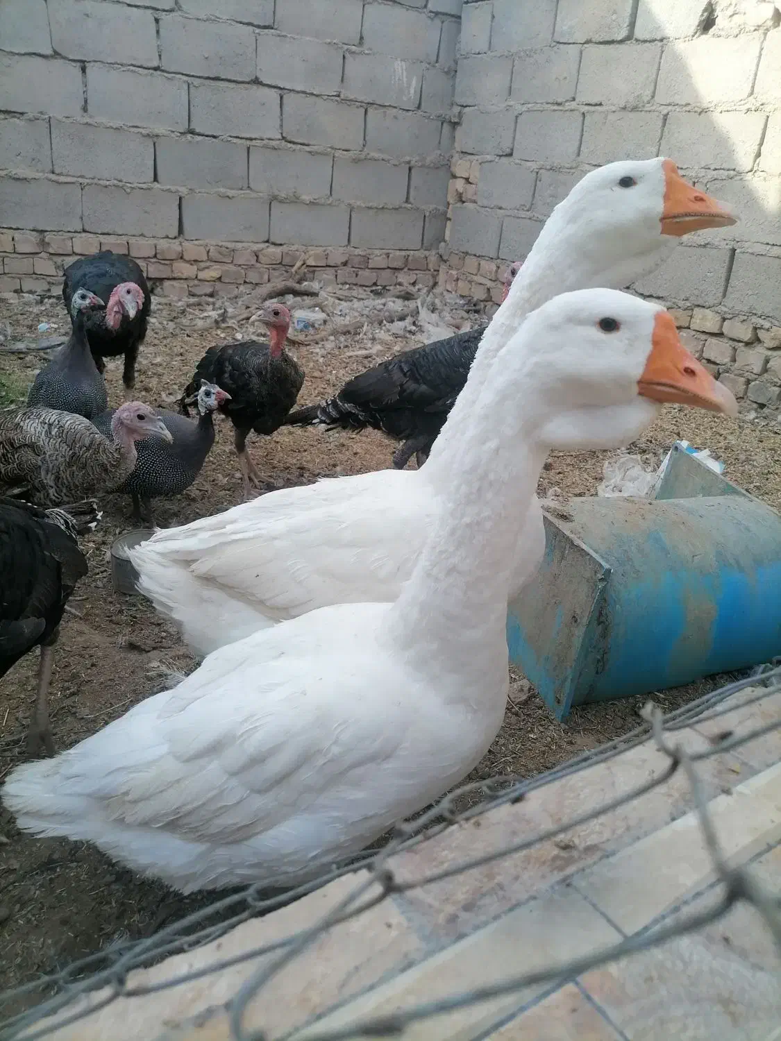 قوغاز لیندا|حیوانات مزرعه|زابل, |دیوار