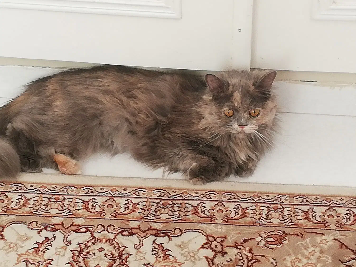 گربه پیدا شده|حیوانات|قزوین, |دیوار