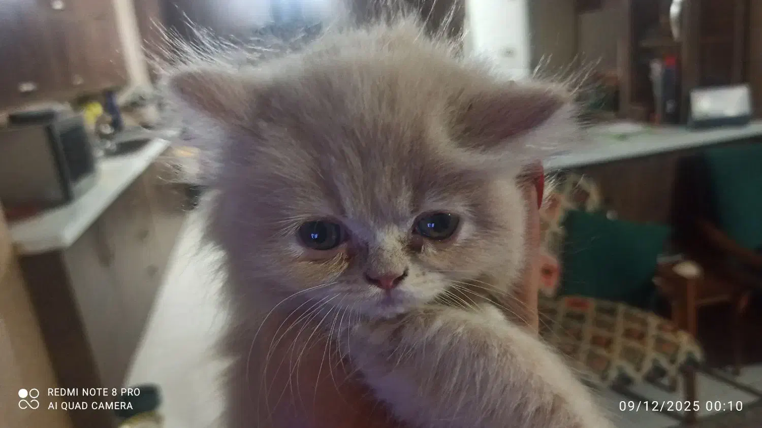 پرشین|گربه|بندرعباس, |دیوار