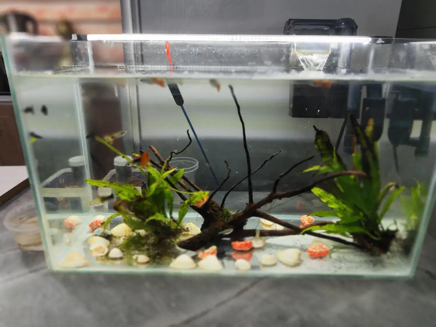 آکواریوم|ماهی|ری, اقدسیه|دیوار