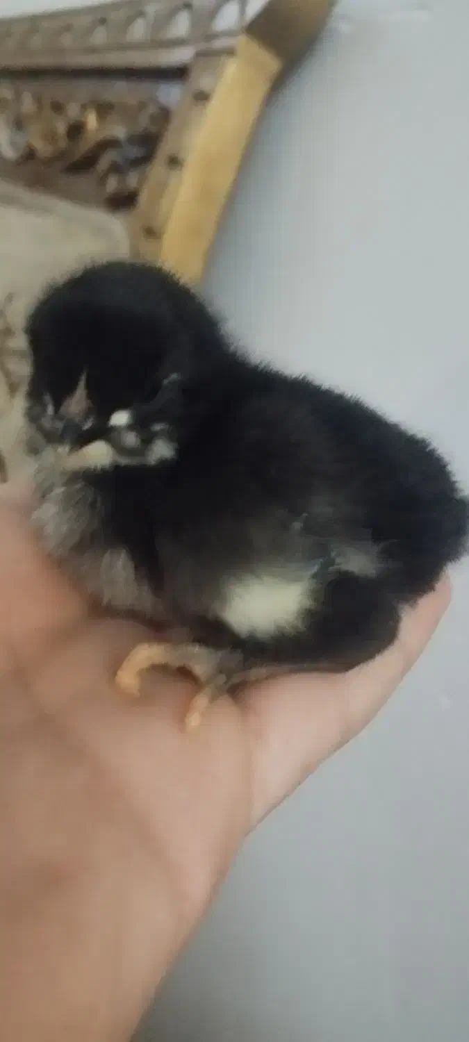 جوجه کوردی اصل|حیوانات مزرعه|کرمانشاه, |دیوار