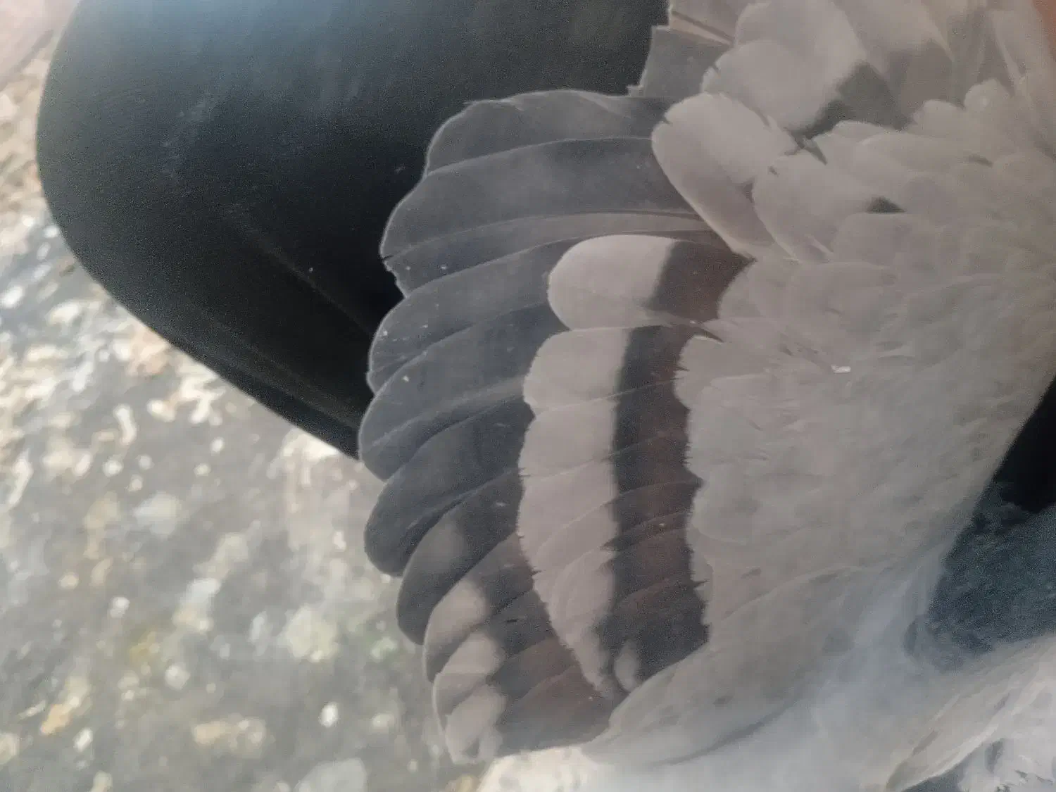 نر دمگیر خرقه|پرنده|شاهینشهر, گزبرخوار|دیوار