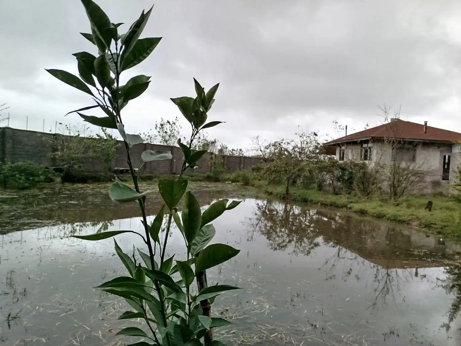 خانه ویلایی روستایی نزدیک باغ پرندگان|فروش خانه و ویلا|رشت, حومه رشت|دیوار