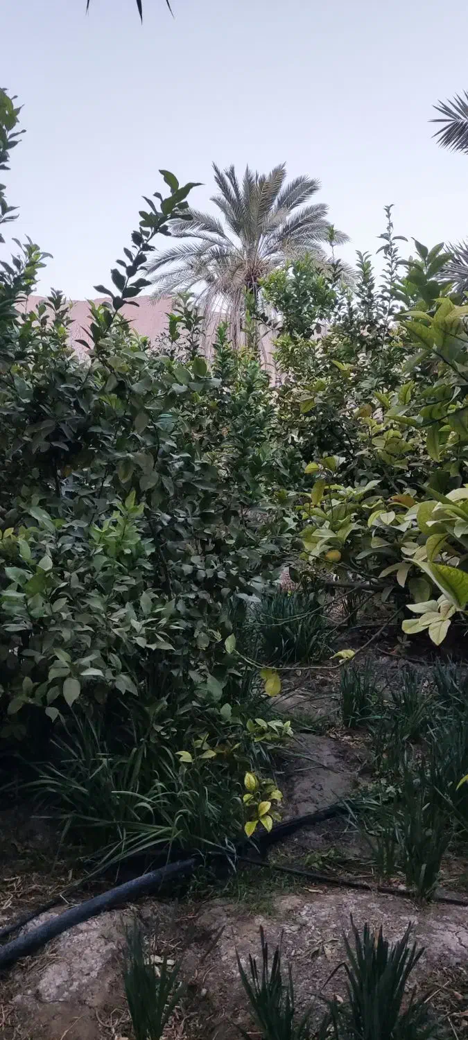 باغچه 425متر خفر|فروش زمین و ملک کلنگی|شیراز, شهرک گلها|دیوار