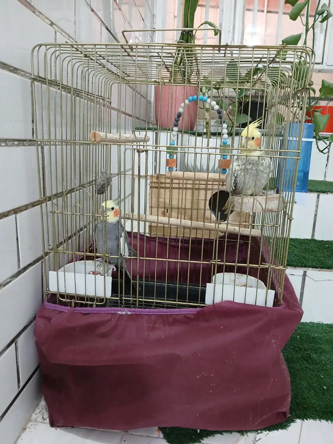 فروش جفت عروس هلندی|پرنده|شوش, |دیوار