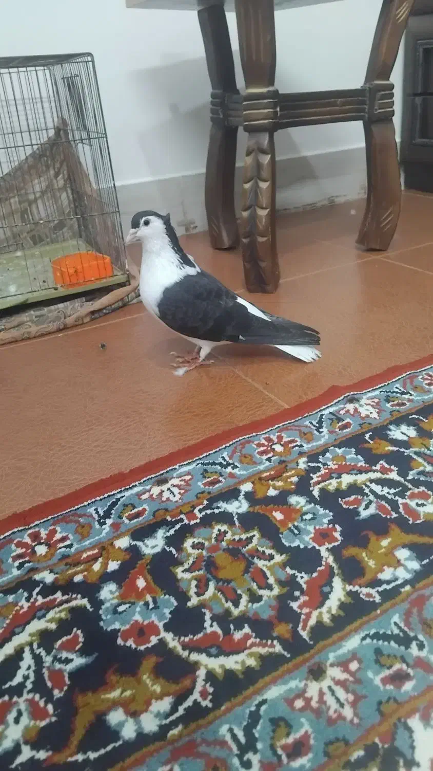 کبوتر ساده کاکلی|پرنده|بجنورد, |دیوار