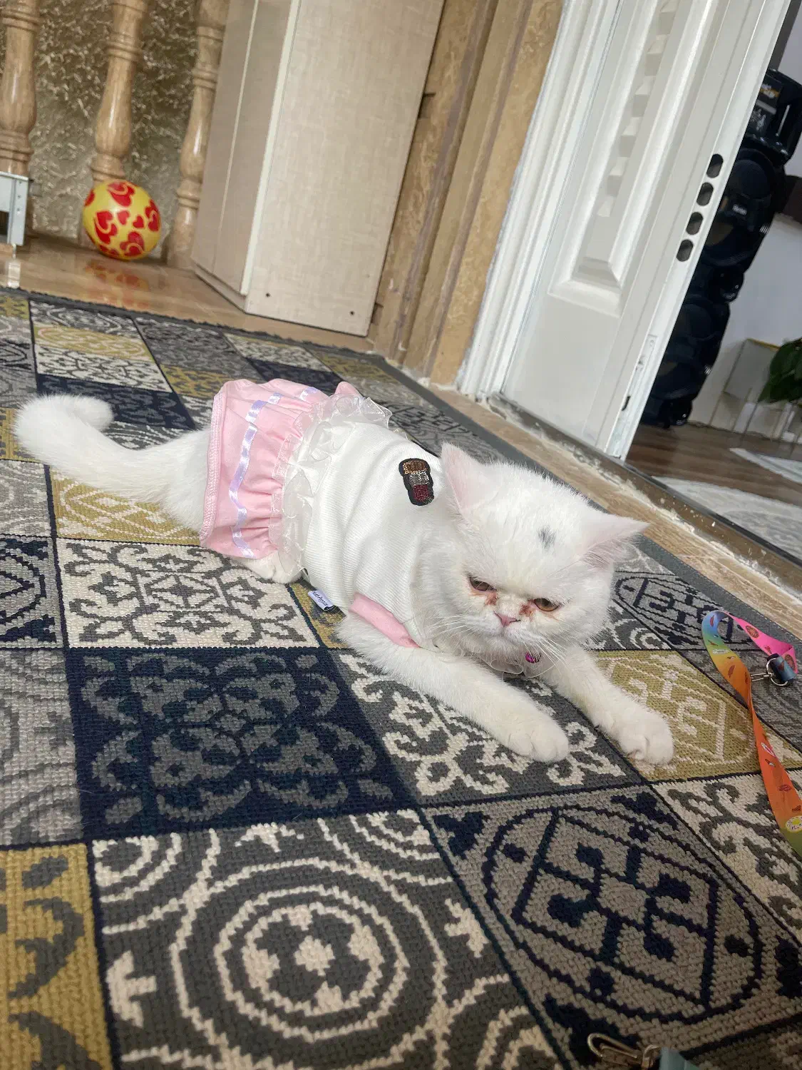 گربه پرشین یکساله|گربه|چمستان, |دیوار