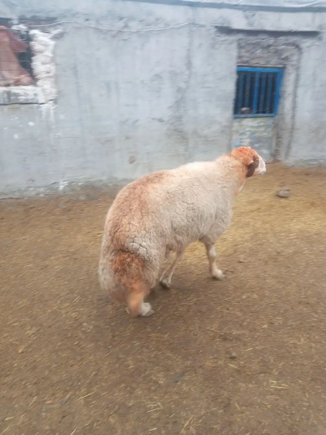 قوچ سنجابی فروشی|حیوانات مزرعه|ماهیدشت, |دیوار