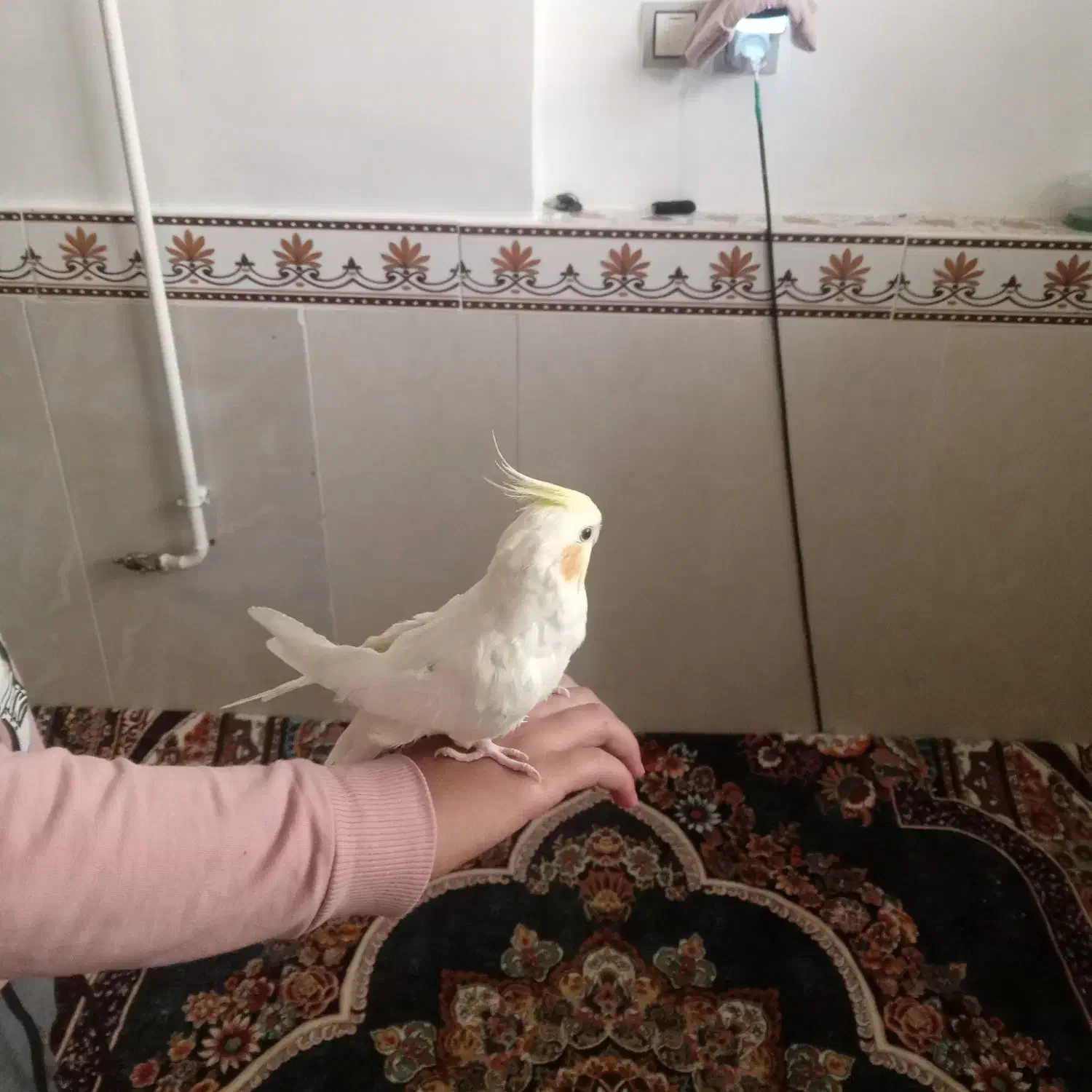 عروس هلندی ماده دستی بفروش میرسد|پرنده|سلطانیه, |دیوار