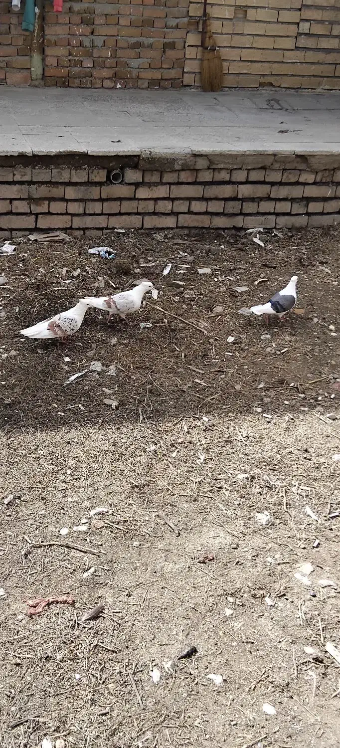 فروشی|پرنده|بروجرد, |دیوار