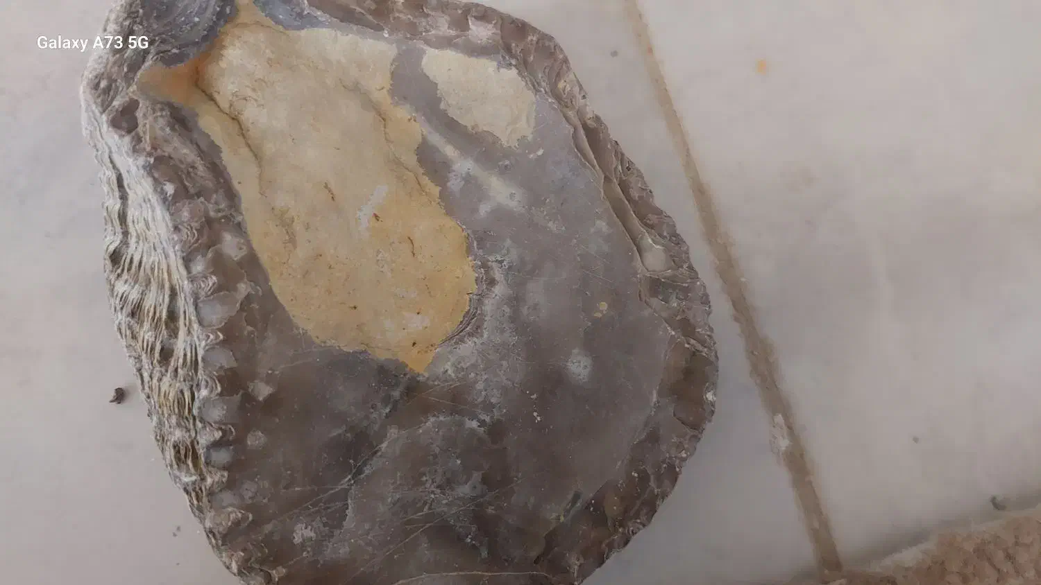 صدف زیبا وبزرگ و باستانی|کلکسیون اشیاء عتیقه|تهران, هلال احمر|دیوار