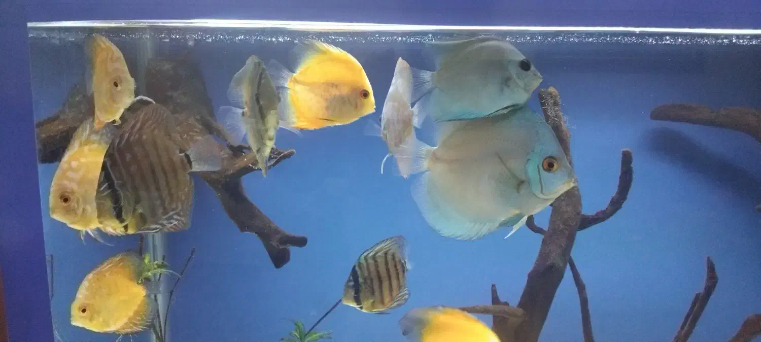 اکواریوم دیسکس|ماهی|بروجرد, |دیوار