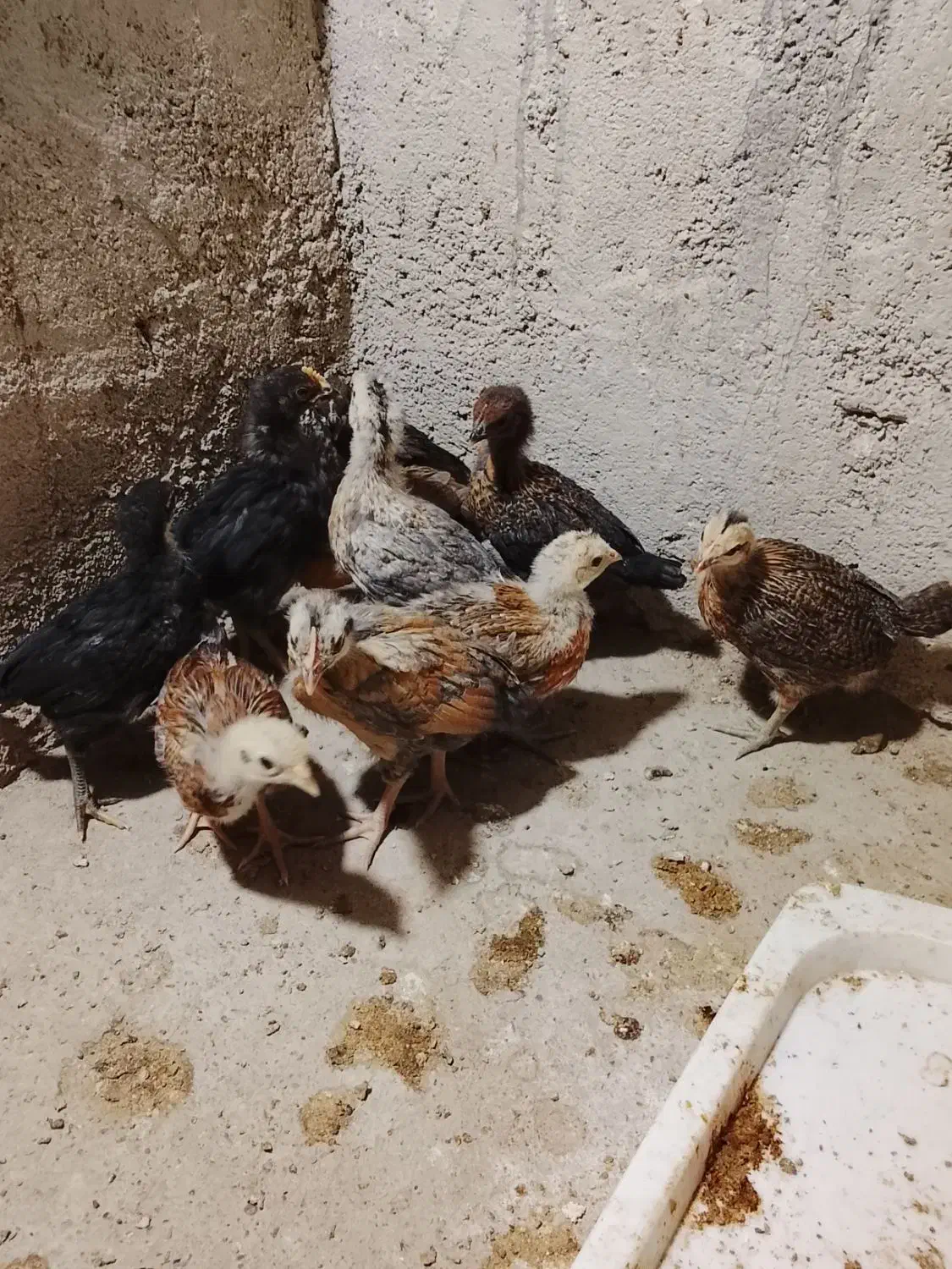 جوجه محلی|حیوانات مزرعه|بهبهان, |دیوار