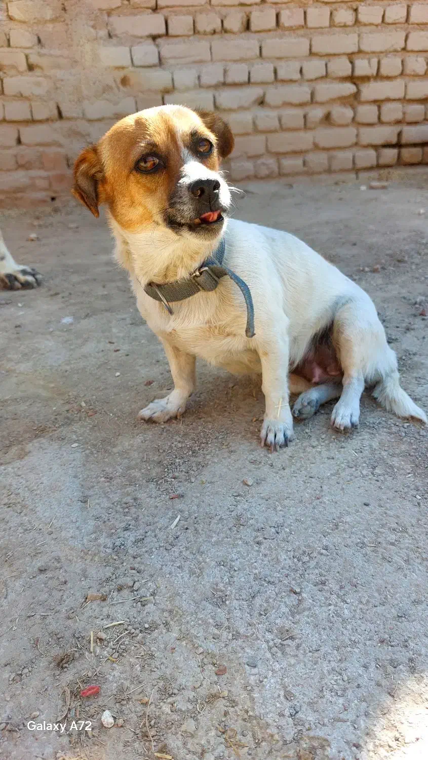 واگذاری سگ پا کوتاه ماده|سگ|مرودشت, ثبت احوال|دیوار