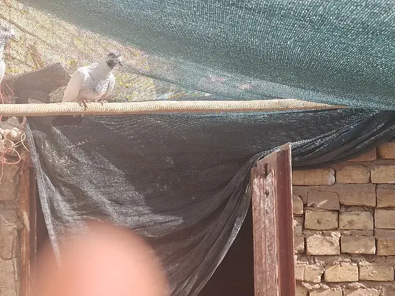 کفتر|پرنده|یزد, |دیوار