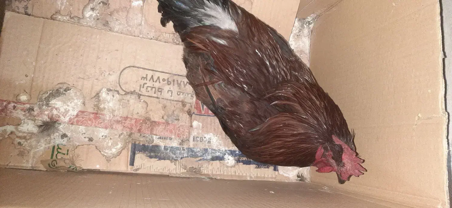 خروس|حیوانات مزرعه|پاتاوه, |دیوار