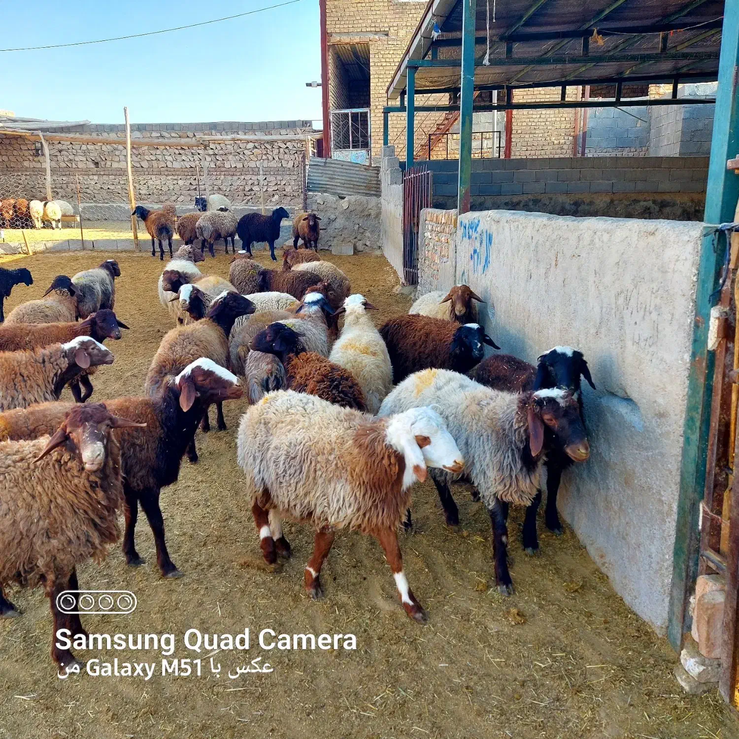 بره نرپرواری|حیوانات مزرعه|کوهدشت, |دیوار