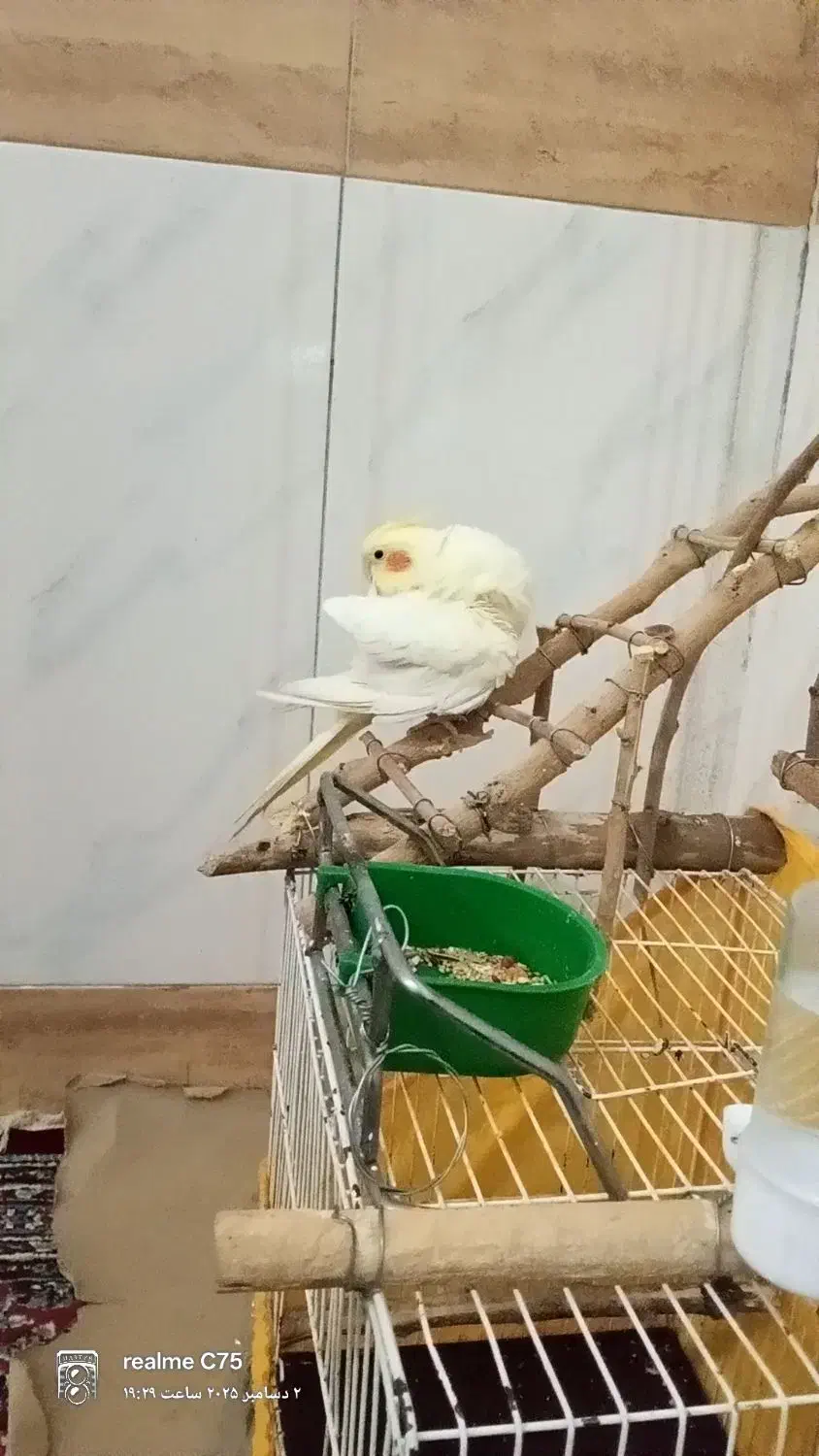 عروس هلندی سالم ۳ ماه|پرنده|سلامی, |دیوار