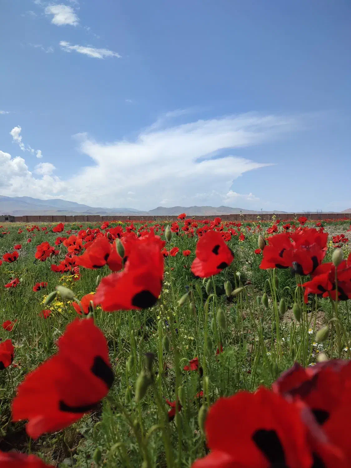 فروش یا مشارکت در ساخت مرغداری در منطقه آزاد ماکو|فروش دفتر صنعتی، کشاورزی، تجاری|قره قوین, |دیوار