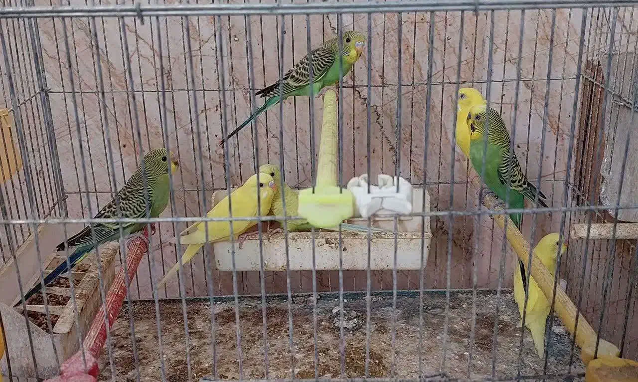 مرغ عشق هلندی و اسپانگل|پرنده|لامرد, |دیوار