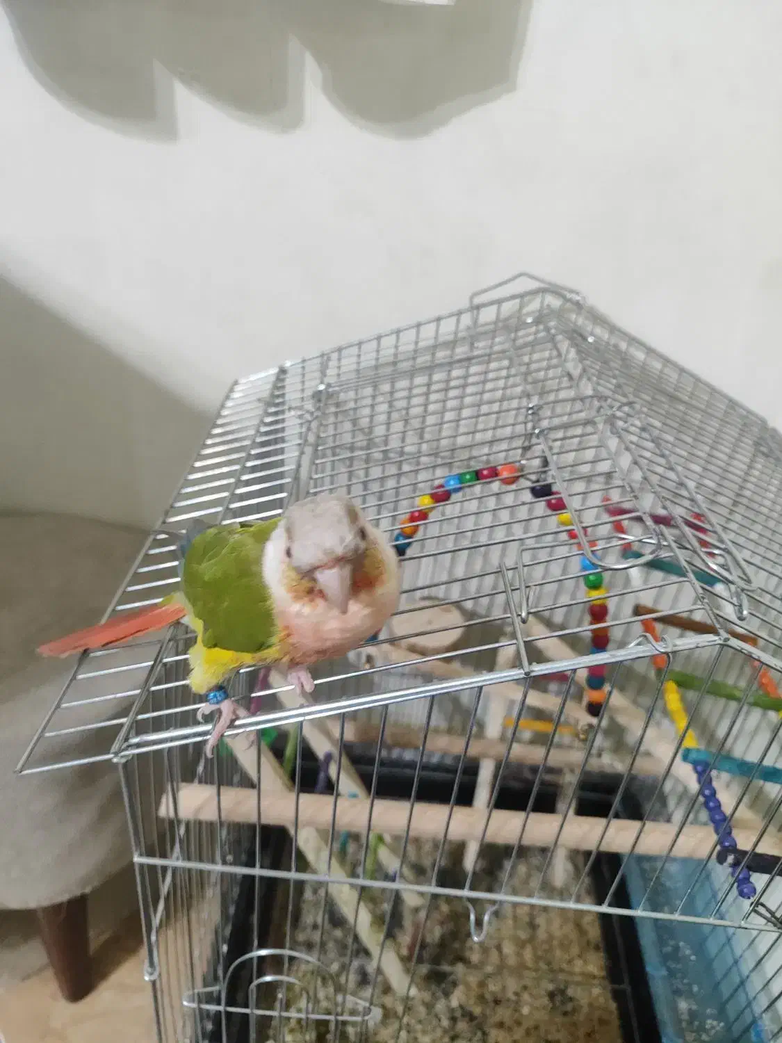 پرنده|پرنده|مبارکه, |دیوار