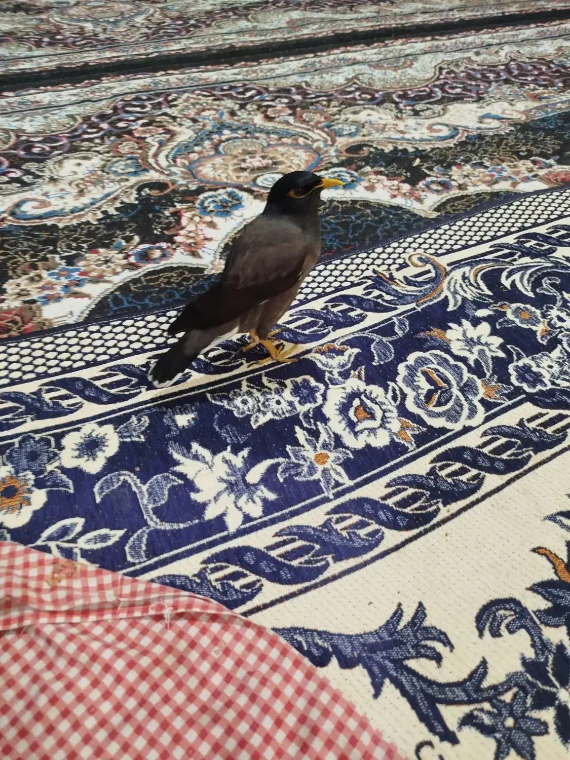 پرنده|پرنده|مشهد, چهارچشمه|دیوار