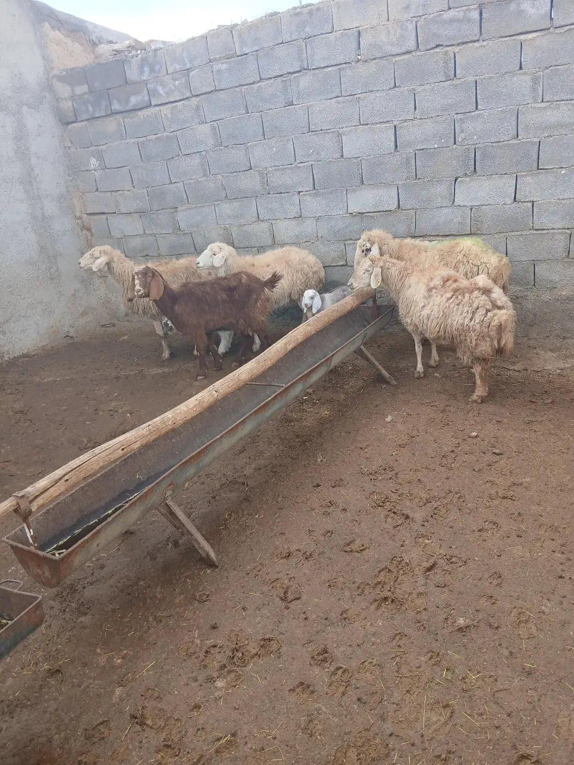 فروشی|حیوانات مزرعه|شیروان (خراسان), |دیوار