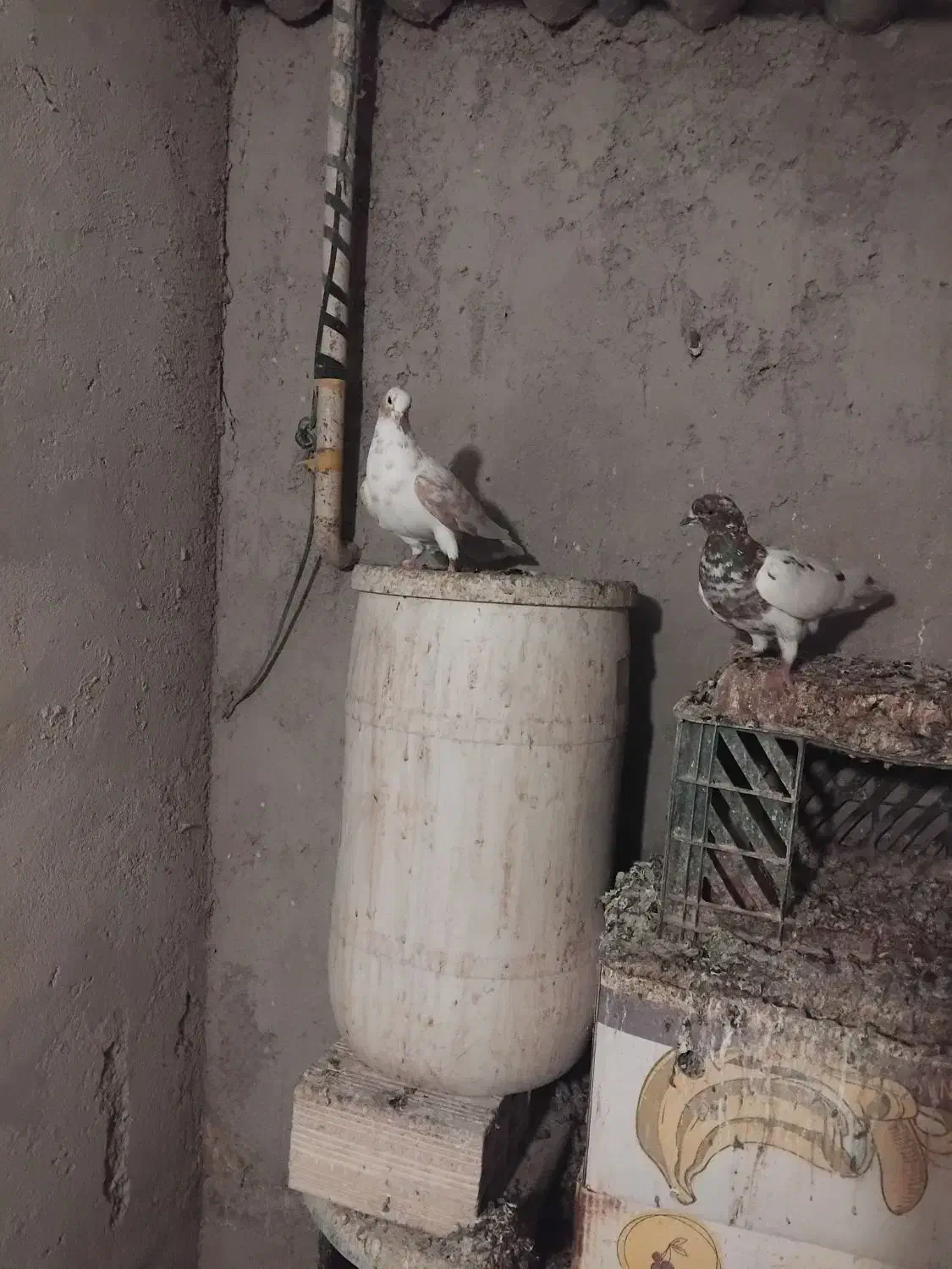 کفتر|پرنده|سهند, |دیوار