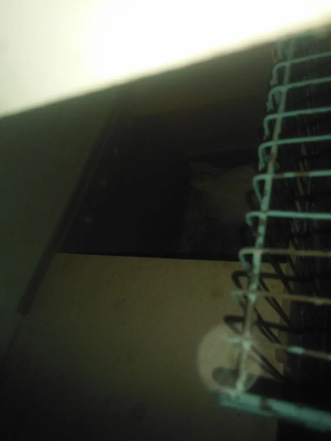 عروس هلندی ماده لوتینو با 6تخم|پرنده|اهواز, کمپلو جنوبی|دیوار