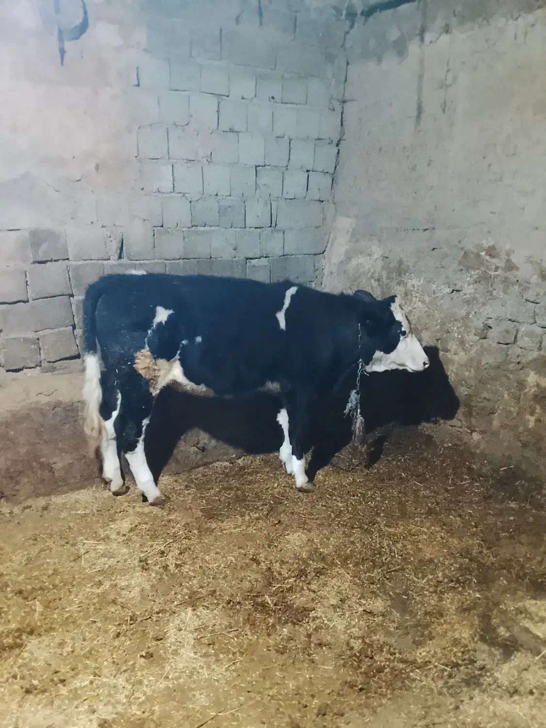 گوساله|حیوانات مزرعه|نظر کهریزی, |دیوار