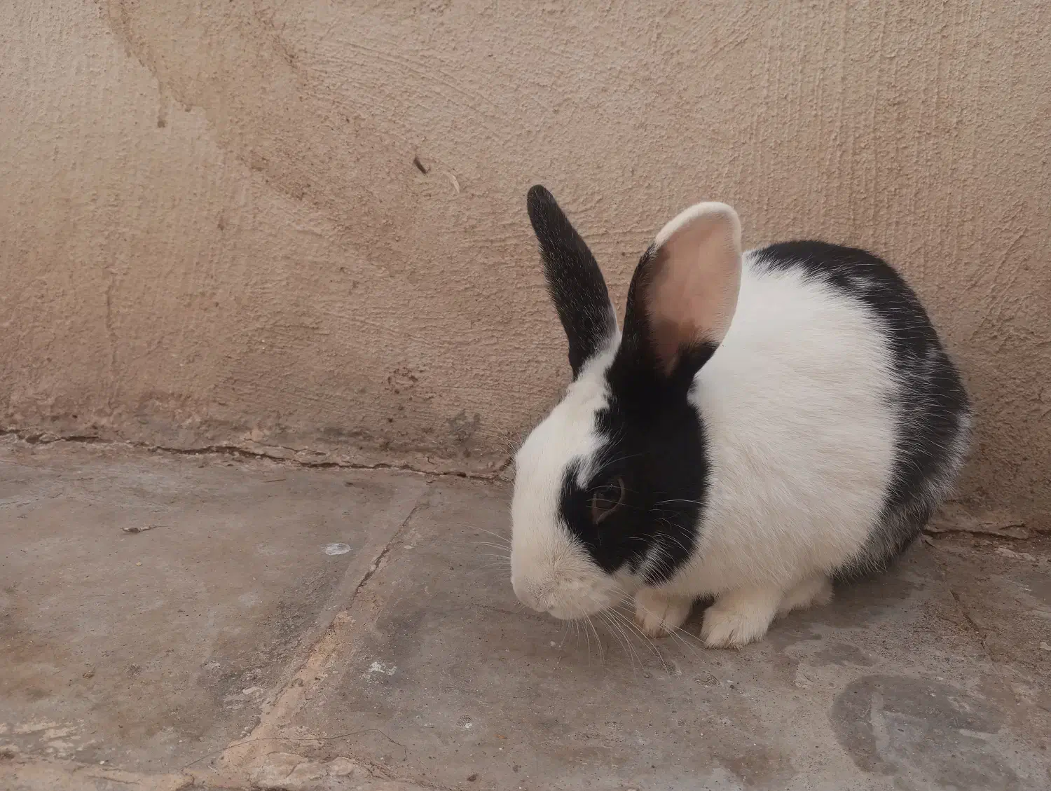 خرگوش|موش و خرگوش|سیرجان, |دیوار